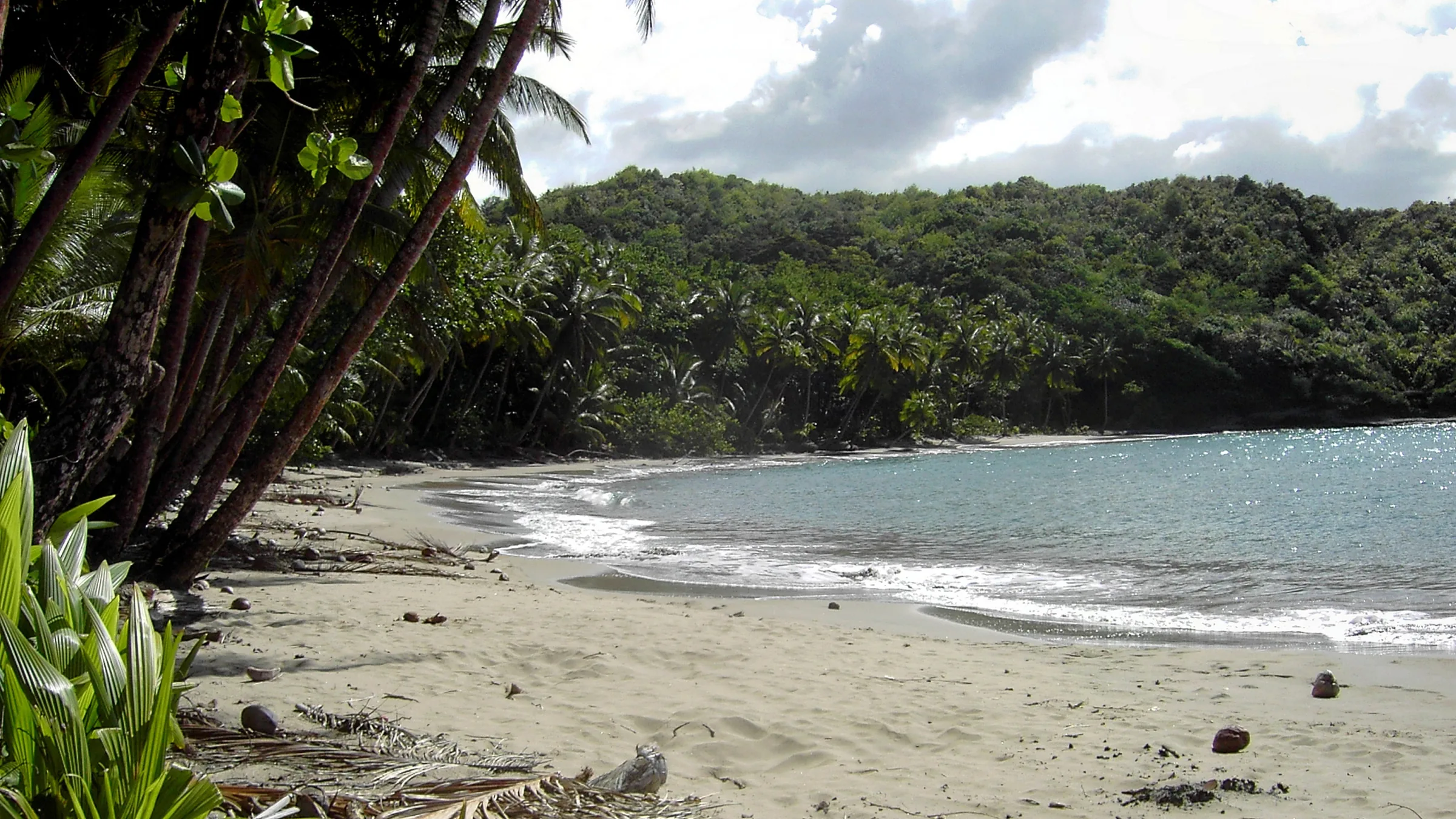 Coconut palms leaning over a sand beach at Hampstead, on Dominica's north coast — the kind of unbuilt shoreline that drew Pirates of the Caribbean to film here.